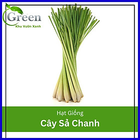 Hạt Giống Cây Sả Chanh (10H)