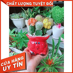 Chậu xương rồng tiểu cảnh Nhiều Người Mua