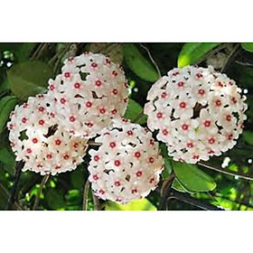 Mua LAN CẦM CÙ ĐỦ MẶT HOA  CÂY TƯƠI ĐẸP GỬI ĐI NGUYÊN BẦU ĐẸP