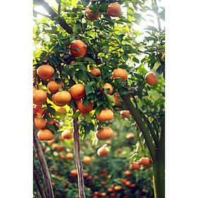 Mua Cây giống quýt thái đường (siêu ngọt - siêu quả - thuần chủng F1 )