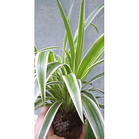 Mua Cây lan chi gốc kép 5 cây đủ bình để bàn siêu xinh