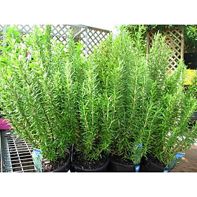 Mua HẠT GIỐNG HƯƠNG THẢO