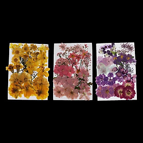 113pcs Natural Real Pressed Dried Flowers DIY Scrapbook