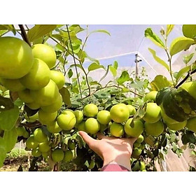 Mua Cây giống Táo đài loan quả to ngọt