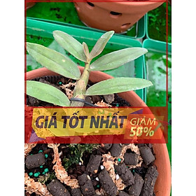 Lan Phi điệp 5 CÁNH TRẮNG HỒNG MỸ NHÂN