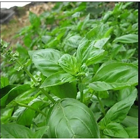 50h Hạt Giống Húng Tây Basil Bụi Lùn 15cm Piccolino