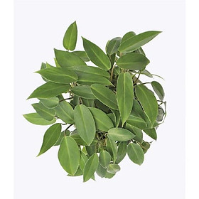 Mua CHẬU CÂY TRẦU BÀ TỶ PHÚ