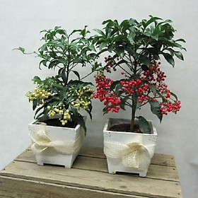 CÂY KIM NGÂN LƯỢNG- CÂY CẢNH ĐỂ BÀN VƯỢNG PHONG THỦY