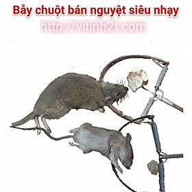 Mua Bẫy chuột bán nguyệt siêu nhạy