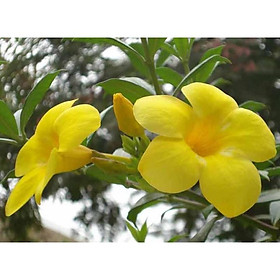 Mua COMBO 10 BẦU CÂY GIỐNG HOA KHUYÊN VÀNG (HUỲNH ANH LÁ NHỎ) SIÊU ĐẸP