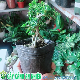 Mua Cây Sam Hương Bonsai