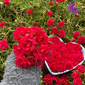 Mua 1 Ký Cành Giống Hoa Mười Giờ Thái Kép MÀU ĐỎ Cành Tơ Siêu Khỏe Ra Rễ Nhanh Sau 3 Ngày
