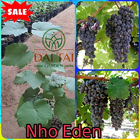 Mua Cây Giống Nho Eden ( Pháp Cổ ) - Bao Chuẩn Giống - Hỗ Trợ Kĩ Thuật Đến Ra trái