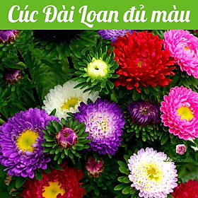 Hạt giống hoa cúc Đài Loan Rado 855 gói 0,1gr - Mix màu
