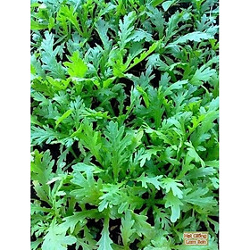 Mua HẠT GIỐNG RAU TẦN Ô ( CẢI CÚC ) - Loại Rau Ăn Mát  Dễ Trồng.
