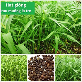 Hạt Giống Rau Muống Mầm, Rau Muống Ăn Non (500gr-1kg)