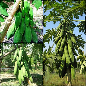 Hạt giống đu đủ lùn phuket thái lan dể trồng f1gói 10 hạt-tặng kèm gói phân bón lót