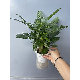 Mua Cây hạnh phúc đặt bàn thân to lá đẹp