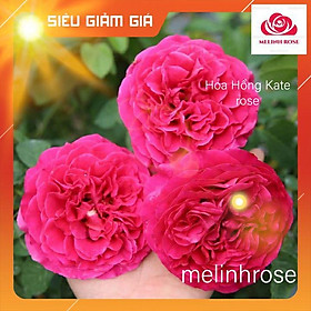 Hoa hồng ngoại kate rose – Nữ hoàng bí ẩn của xứ sở sương mù Anh quốc