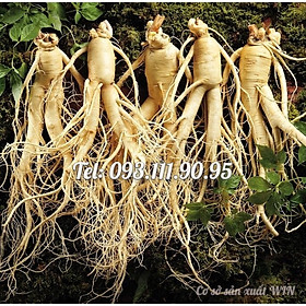 Mua Hạt giống nhân sâm Hàn Quốc – Bịch 10 hạt – Mã số 1303