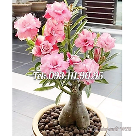 Mua Hạt giống hoa sứ kép Thái Lan màu hồng phấn - Bịch 10 hạt – Mã số 1759