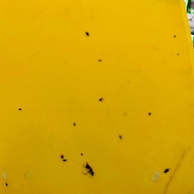 Mua Tấm bẫy côn trùng