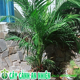 Mua Cây Cau Kiểng