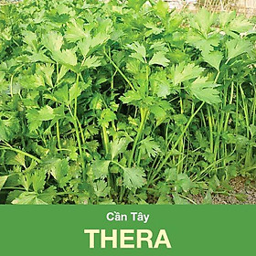 Mua Hạt giống Cần Tây THERA - GÓI 5gram - RẠNG ĐÔNG - độ đồng đều cao   thân lá màu xanh mướt  lá to có khía sâu  mùi rất thơm