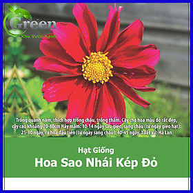 Hạt Giống Hoa Sao Nhái Kép (Hoa Cánh Bướm) Đỏ Hà Lan