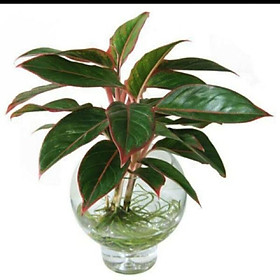 Mua Phú Quý thuỷ sinh mang lại sự giàu sang (cây cao 30-35cm)