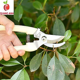 Mua Kéo Cắt Tỉa Cây Cảnh Chuyên Dụng