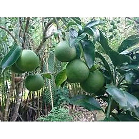 CÂY GIỐNG CAM XOÀN MIỀN NAM SIÊU NGON SIÊU QUẢ- CAM KÊT GIỐNG CHUẨN F1