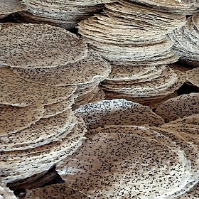 Mua Bánh tráng mè đen nước cốt dừa chưa nướng dài 20cm