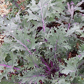 Cây Giống Cải Xoăn Kale Đỏ Red Russian - cây già khỏe, ươm trong bầu đảm bảo