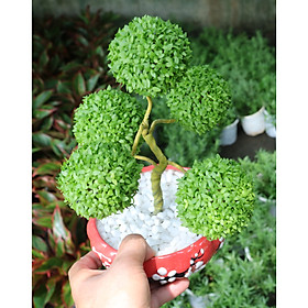 Chậu sứ cây 5 quả cầu may mắn
