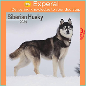 Sách - Siberian Husky Calendar 2024  Square Dog Breed Wall Calendar - 16 Month by  (UK edition, paperback)