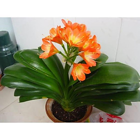 Mua LAN QUÂN TỬ SIZE TO ĐẠI BỰ   HOA TẾT + Tặng 01 cây dâu da đất( bòn bon)