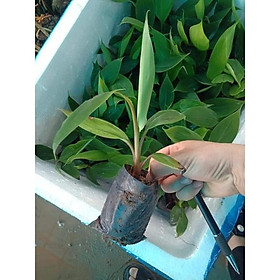 Mua Cây giống chuối tiêu hồng cấy mô