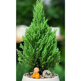 Cây để bàn sơn tùng kèm phụ kiện chú tiểu