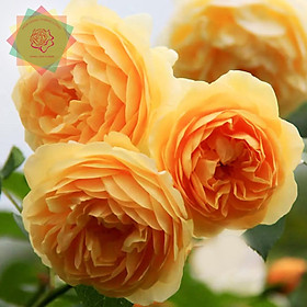 Mua Cây hoa hồng ngoại Golden Celebration (leo) vàng cực thơm - Hoa hồng Thăng Long FLower