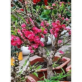 Mua CÂY ĐÀO TIẾN VUA
