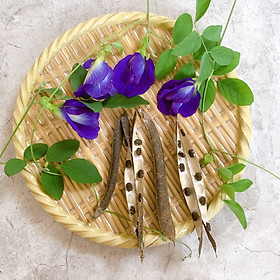 Mua Hạt giống Hoa Đậu Biếc Chịu Hạn  Sinh Trưởng Tốt  Trồng Quanh Năm ( 4 trái khô/ hơn 0 hạt)