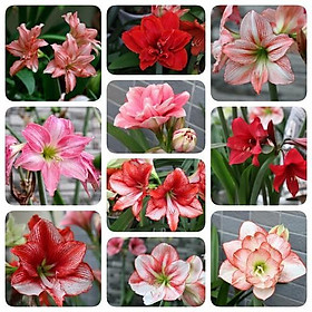 Mua CỦ HUỆ CÁNH KÉP - CỦ SIÊU TO ( ĐỦ MÀU )