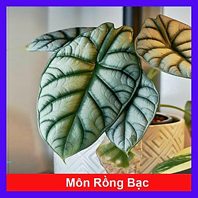 Môn Rồng Bạc ( Alocasia Baginda Silver Dragon ) - cây cảnh để bàn + tặng phân bón cho cây