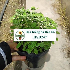 Mua Cây nhất mạc hương + tặng phân bón - hoa kiểng lá - trang trí nội thất