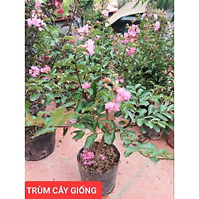 Mua CÂY HOA TƯỜNG VY SẴN HOA