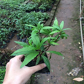 Mua CÂY MẦN TƯỚI  cây gửi đi nguyên bầu  cam kết chất lượng cây