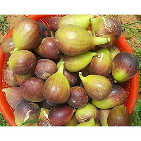 CÂY GIỐNG SUNG NGỌT MỸ QUẢ TO SIÊU NGỌT