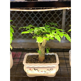 Mua Cây hạnh phúc để bàn mini ️Giảm Giá Sốc️