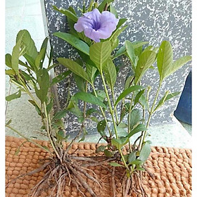 Mua cây giống cây quả nổ (cây sâm tanh tách)